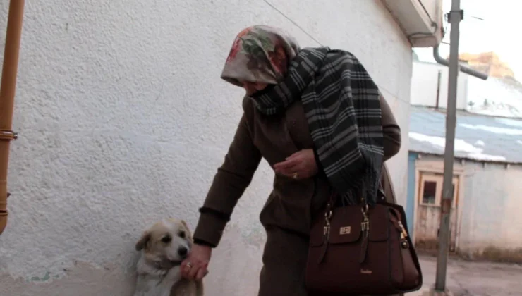 Bayburt’ta Sahipsiz Köpek Mahallelinin Gözdesi Haline Geldi