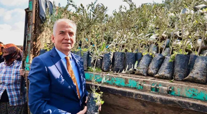 Denizli Büyükşehir Belediyesi, Çiftçilere Zeytin Fidanı Dağıtımı Yapıyor