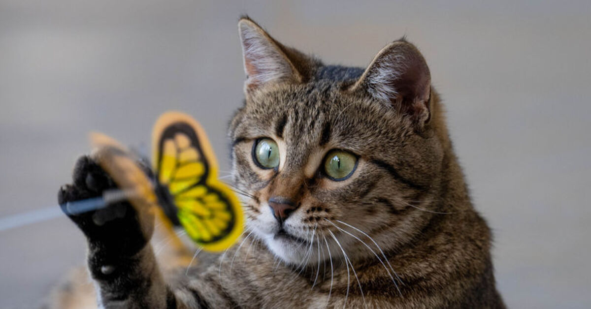 Sevginin ve Azmin Simgesi: 3 bacaklı kedi “Tripot”